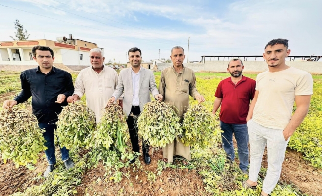 Urfa’da yer fıstığı üretimi artıyor