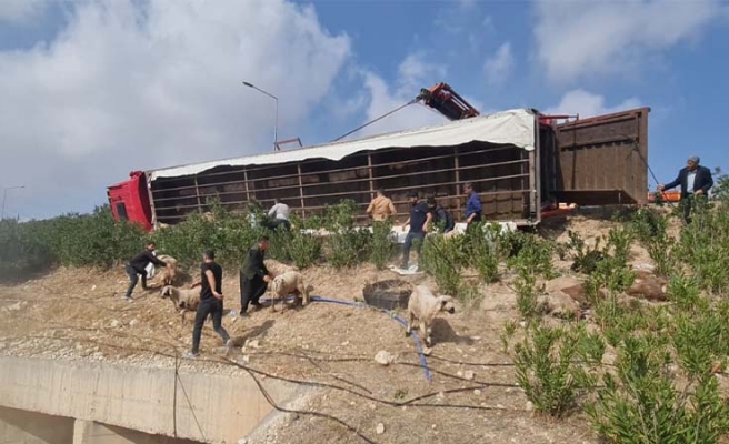 Şanlıurfa-Diyarbakır yolunda canlı hayvan yüklü tır devrildi