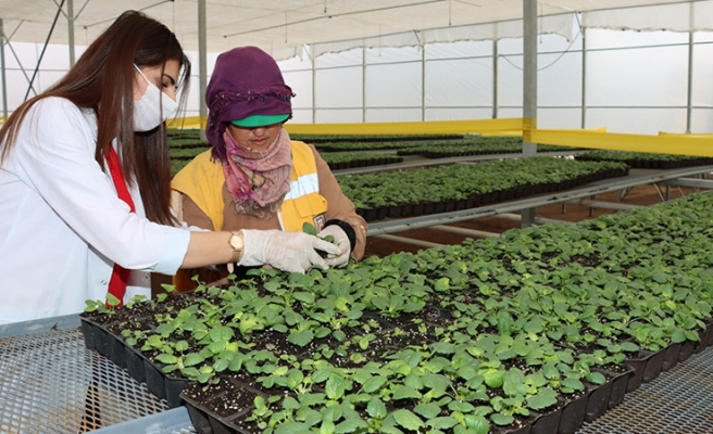 Büyükşehir’den her mevsim için çiçek