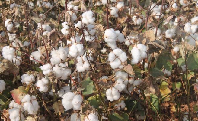 Urfa’da pamuk 47 liradan satıldı