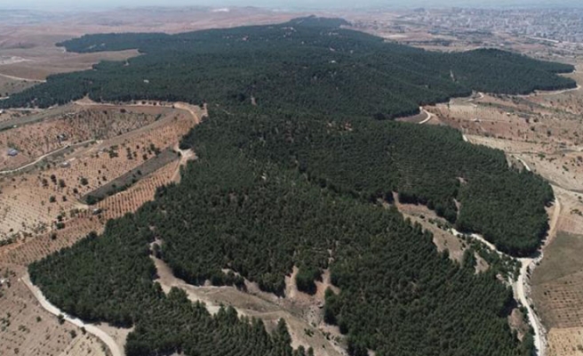 Türkiye'nin en ormanlık illeri