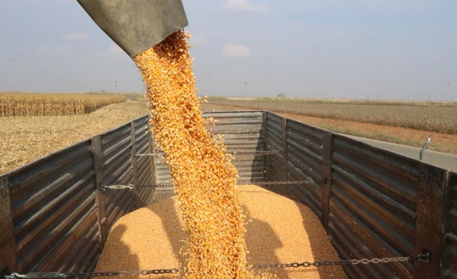 Büyükşehir’den mısır hasadı