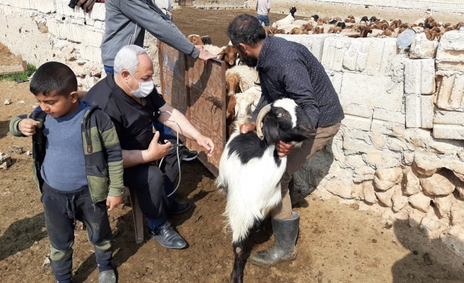 Barış Pınarı bölgesinde binlerce hayvan aşılandı