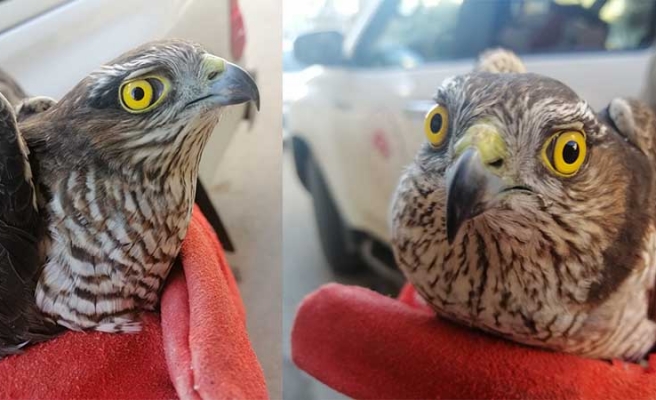 Şanlıurfa’da tedavi edilen atmaca doğaya salındı