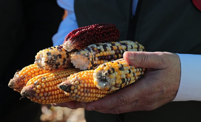Başkan Beyazgül mısır hasadına katıldı