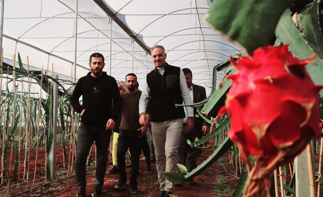 Şanlıurfa'da ejder meyvesi hasadı başladı