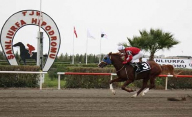 Şanlıurfa’da 6’lı Ganyan'ı 5 kişi birden bildi