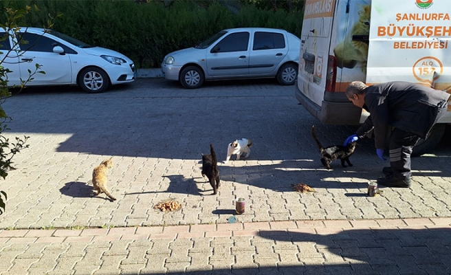 Büyükşehir’den minik dostlara mama