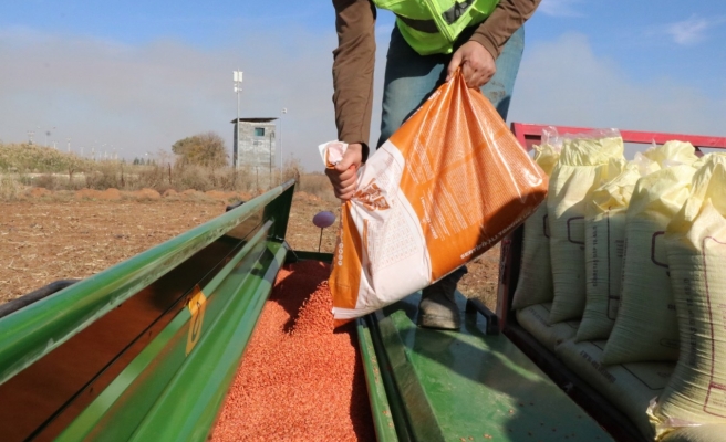 Büyükşehir 250 dekarlık alanda buğday ekimine başladı