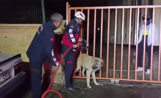 Eyyübiye'de demir parmaklıklara sıkışan köpek kurtarıldı