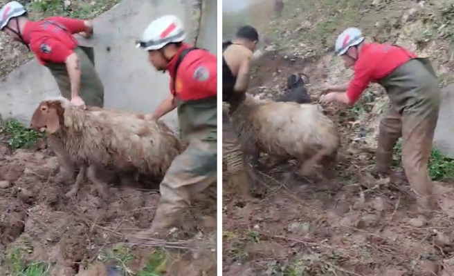 Eyyübiye’de balçıkta mahsur kalan 10 küçükbaş hayvan kurtarıldı